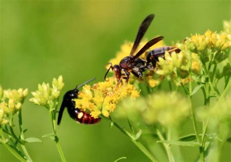 Animal and Insect Pollination | Tyler Arboretum