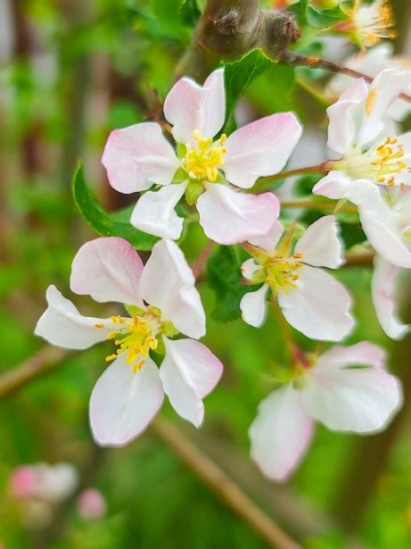 Apple Tree Blossoms Free Stock Photo - Public Domain Pictures