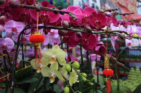 Auspicious Chinese New Year Flowers and Plants - Home Decorations