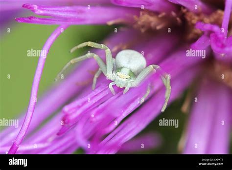 White crab spider hi-res stock photography and images - Alamy