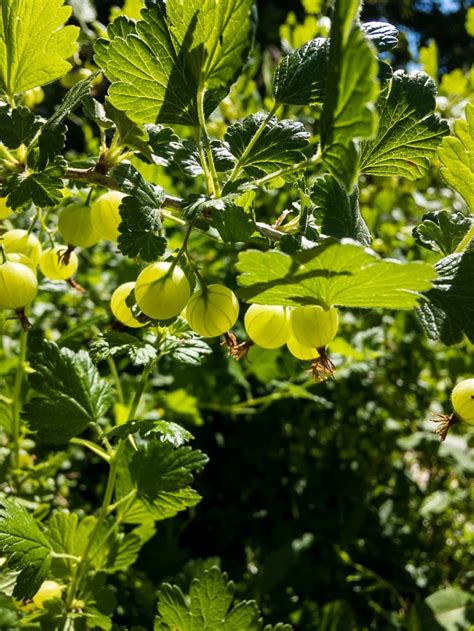 How To Grow Gooseberries - Homestead Acres