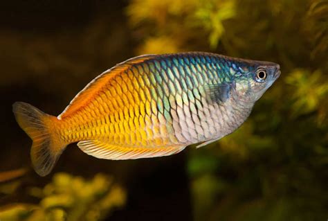 How To Spice Up An Aquarium With Australian Rainbowfish - Aquariadise