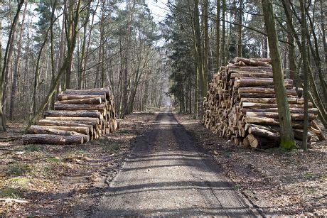 61 Chopping firewood Stock Pictures, Editorial Images and Stock Photos | Shutterstock