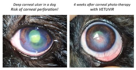 Dog Eye Ulcers Healing - Infoupdate.org