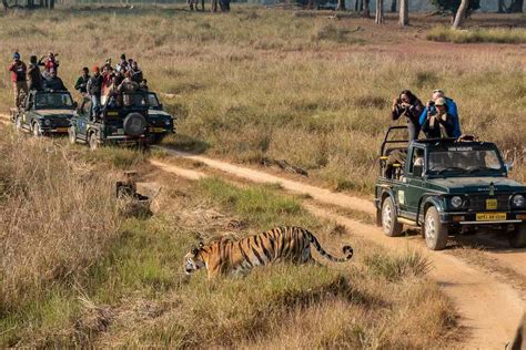 An India Tiger Safari: What to Expect - Travel Past 50