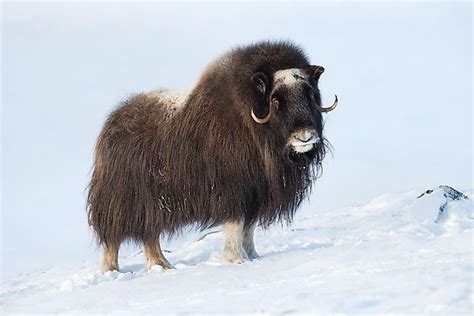 Animals That Live in the Tundra - WorldAtlas.com