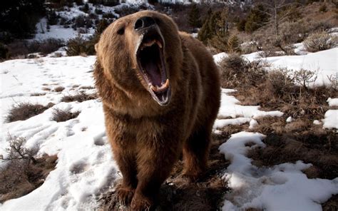 Angry Grizzly Bear HD desktop wallpaper : Widescreen : High Definition ...