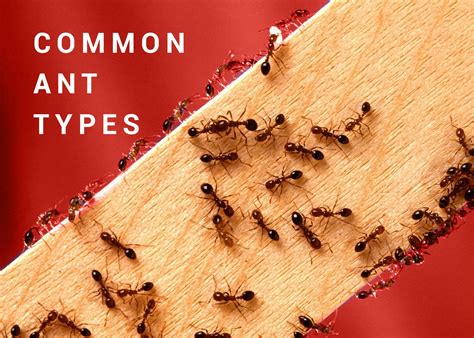 Common Ant Types - Dodson Pest Control