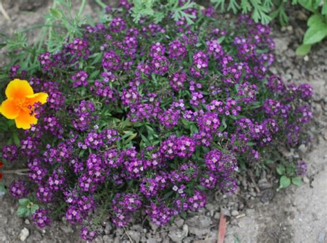 purple alyssum | Alyssum, Front garden, Plants