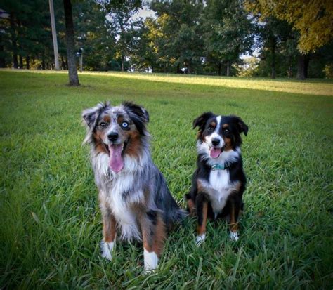 Image result for mini australian shepherd full grown | Australian shepherd, Mini australian ...