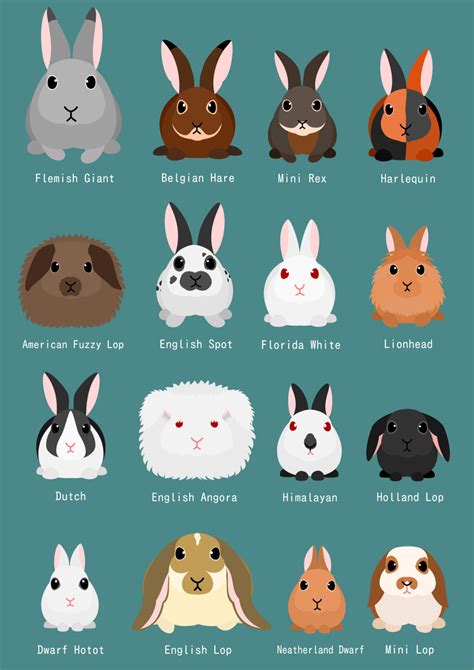 A Brief Guide to Rabbit Breeds | Pet Realm