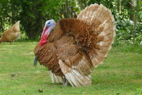 Turkey Care and Feeding | Housing | Guide | Ideas - Bird Baron