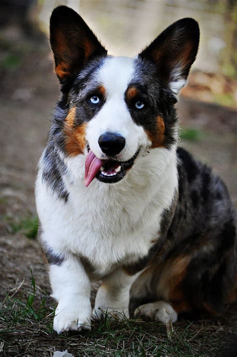 Blue Merle Corgi | Welsh corgi puppies, Pembroke welsh corgi puppies, Corgi