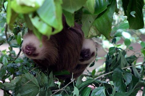 Sloth - Puerto Viejo - Costa Rica | Koala bear, Wildlife, Sloth