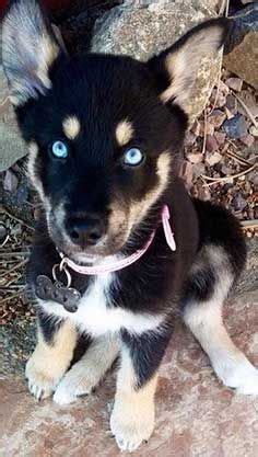 All About The Rottweiler Husky Mix (Rottsky) With Pictures | Mixed ...