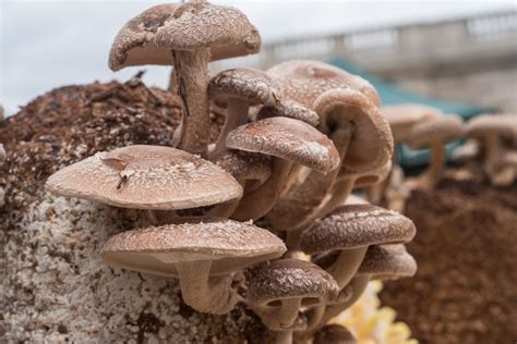 Growing Mushrooms | NC State Extension