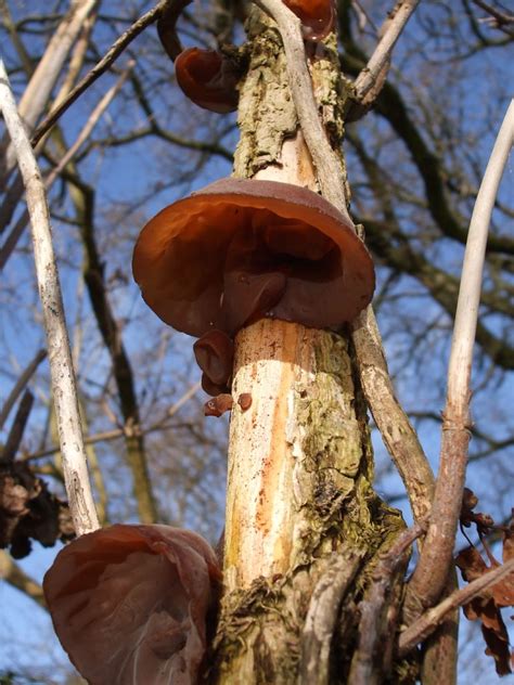 Auricularia auricula-judae | www.jacobwhittaker.co.uk | Flickr