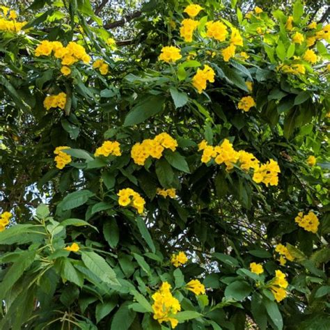 Yellow Bells | Star Nursery Garden and Rock Centers