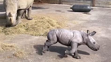 This baby rhino is running rings around her mom [Video]