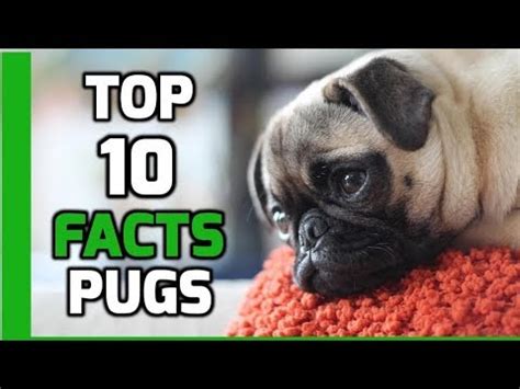 Top 10 Facts about Pugs - Pug Dog Breed Information - YouTube