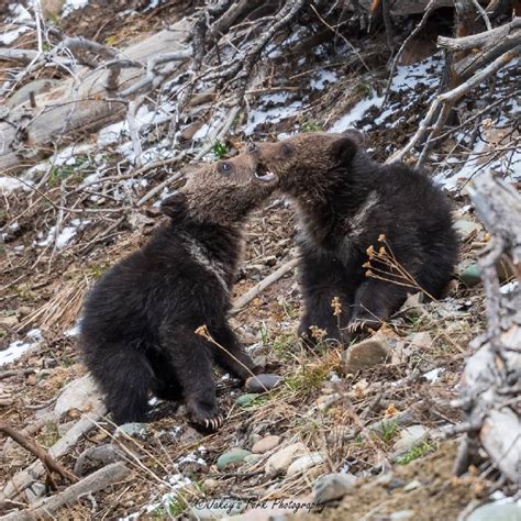 Grizzly Cubs | Backcountry Gallery Photography Forums