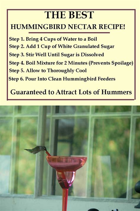 Hummingbird Nectar Recipe. How to make homemade hummingbird food. | Hummingbird nectar recipe ...