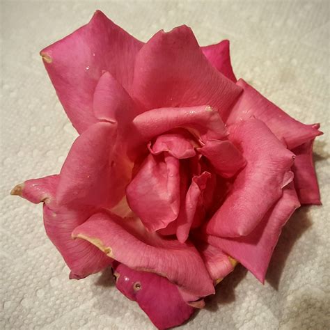 Ben's Journal: You're Pretty and All, But how do you Taste? Eating Rose ...