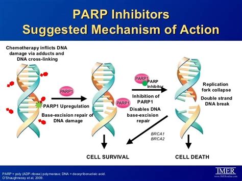 Lynparza « New Drug Approvals