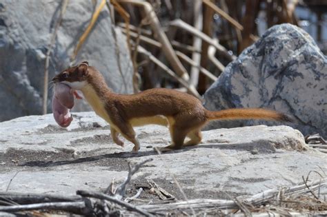 2013 Best of Show | Long-tailed Weasel with baby by Wayne Wa… | Flickr