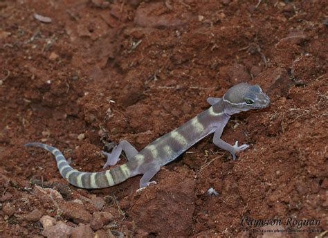 Red Cliffs Desert Reserve » Western Banded Gecko (Coleonyx variegatus)