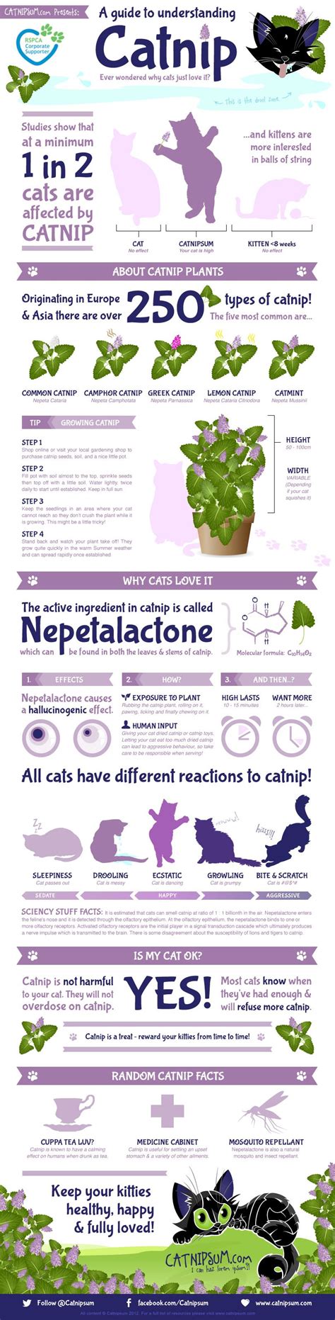 How Catnip Affects Cats - Siamese Cats and Kittens
