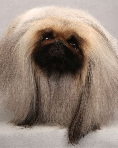 17 Best images about Pekingese Show Style Dogs - "Signature Peke's" on ...