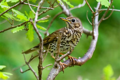 Singdrossel (Turdus philomelos) Foto & Bild | tiere, wildlife, wild ...