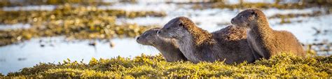 Scottish Island Wildlife Cruises | Hebrides Cruises