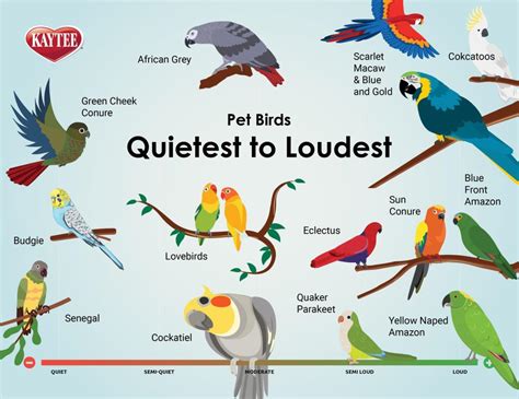 Quiet Pet Birds: Loudest to Quietest