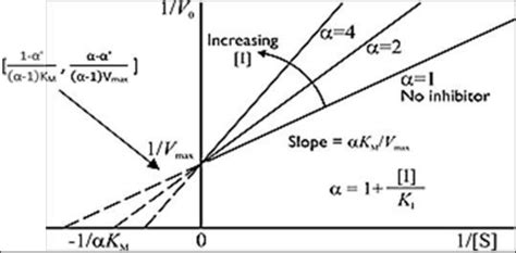 Lineweaver-Burk plot of a simple Michaelis-Menten enzyme in the ...