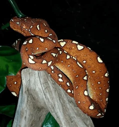 15 Cool Green Tree Python Morphs With Pictures