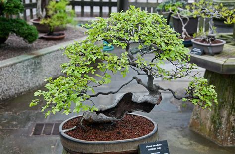 Nombre científico: Ulmus Parvifolia Nombre común: Olmo chino Otros ...