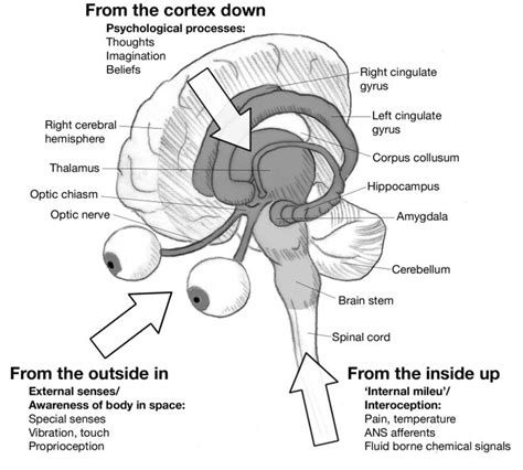 17 Best images about Retained Primitive Reflexes on Pinterest | Developmental delays, Dyslexia ...