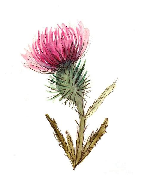 Scottish thistle photo art – Artofit