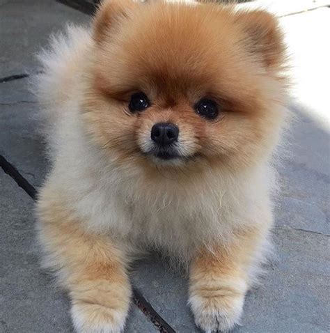 Best 25+ Pomeranian ideas on Pinterest | Pomeranian puppy, Pomeranian ...