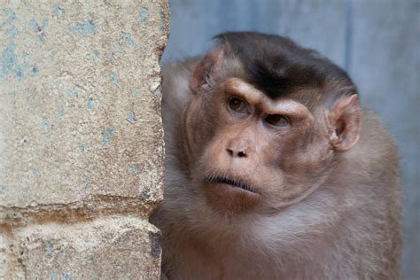 Monkey fights help explain tipping points in animal societies