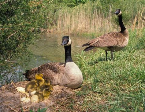 Discover Nature: Canada Goose Nesting | KBIA