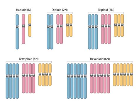 Dicrotic notch Definition and Examples - Biology Online Dictionary