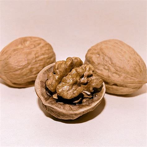 Deluxe English Walnut Tree Collection - Walnut Trees - Stark Bro's