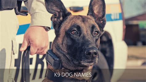 Ultimate List of the Top 500+ Police Dog Names - Cop, K9, Law ...