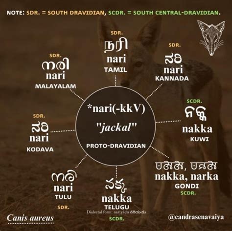 Retroflex in Dravidian Languages : r/Dravidiology