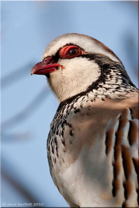 Red-legged Partdrige (Alectoris rufa hispanica, Galliformes) © Dave Barlett | Animals wild, Bird ...