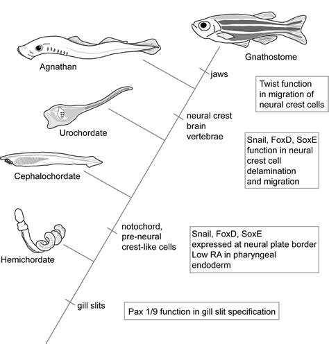 Agnatha Digestive System