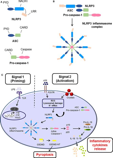 Frontiers | NLRP3 Inflammasome Activation in Cancer: A Double-Edged Sword